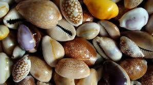 Conchiglia di ciprea